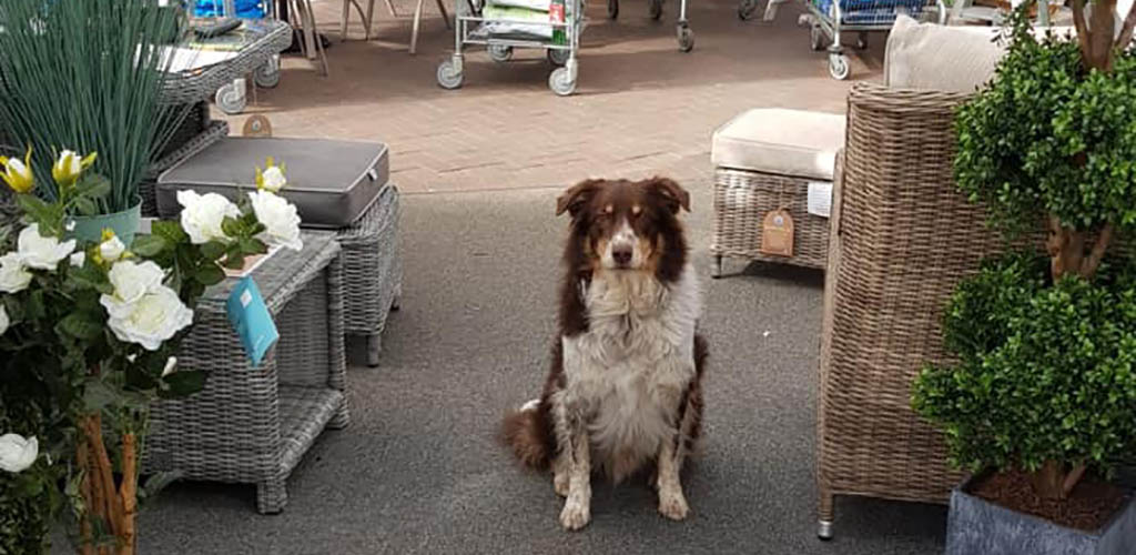 A cute dog in the outdoor plant area of Melbicks Garden Centre