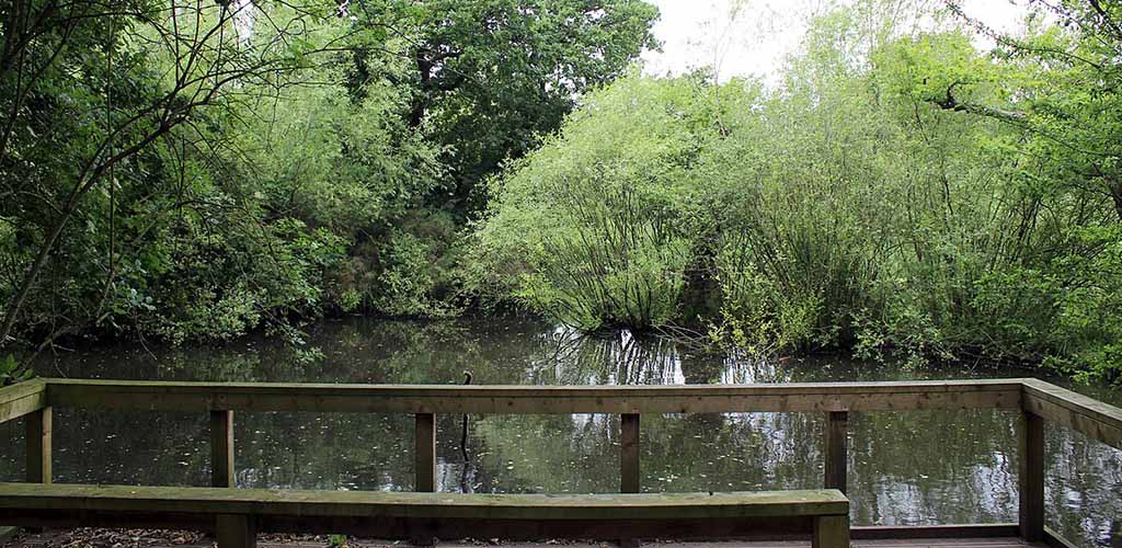 The pristine pond at Wirral Country Park