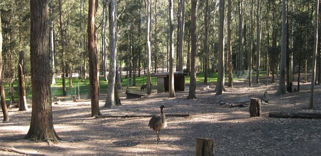 An emu sighting at Blackbutt Reserve