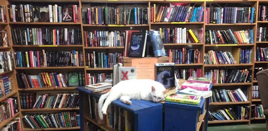 Thousands of books and a cute cat at Book Barn