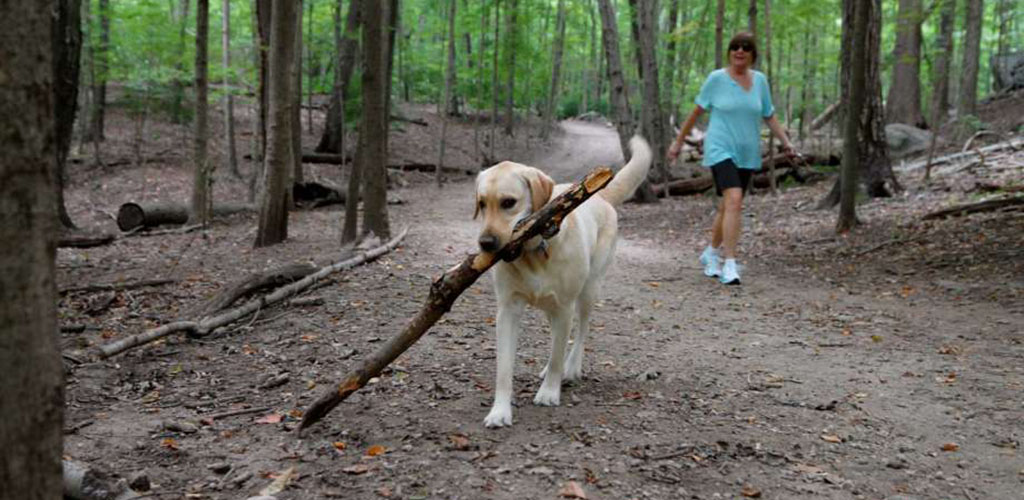 A woman taking her dog for a walk at Mianus River Park 