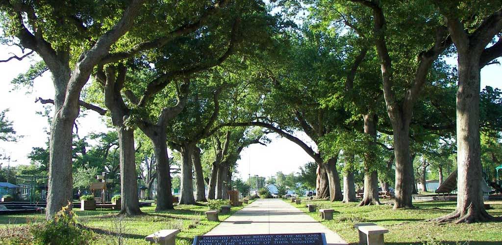 Rows of trees at The War Memorial Park 