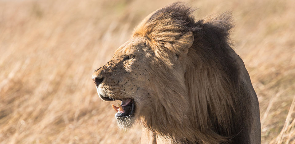 Figuring out how to be an alpha male is like being a lion