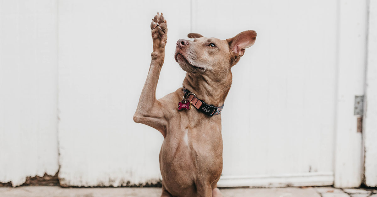 Dog telling you to ask questions on Tinder