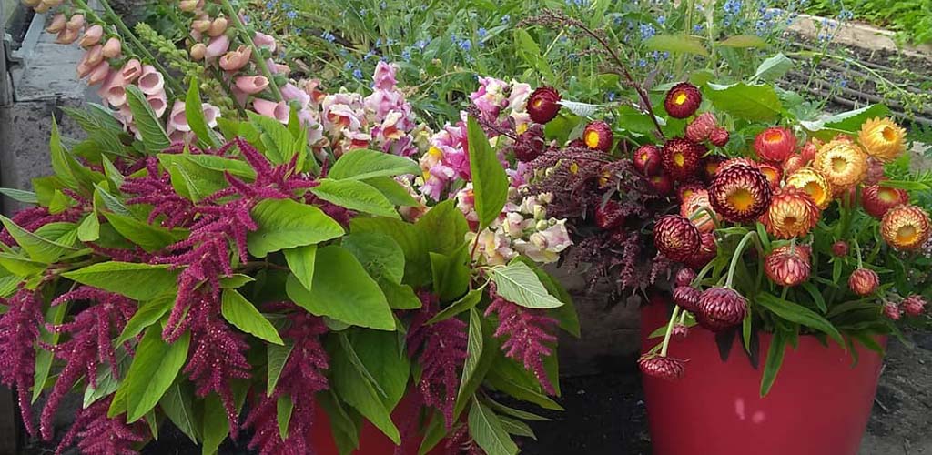 Fresh flowers from Locavore