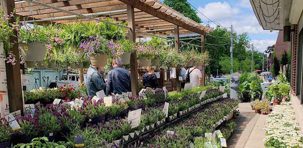 Plants for sale at Summerhill Market