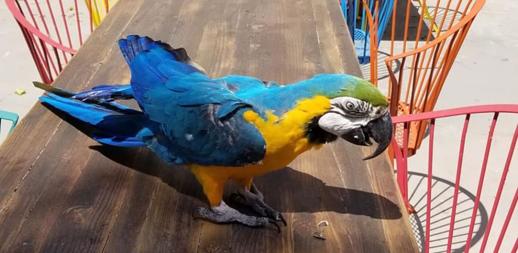 An adorable parrot from The Zoo at Prentice Park