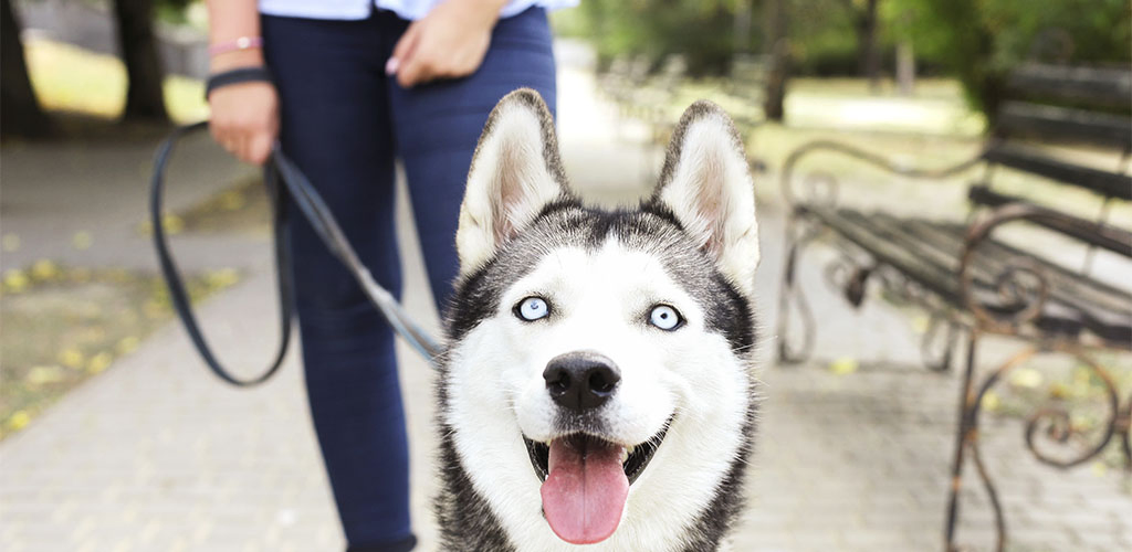 Woman walking her dog in a park