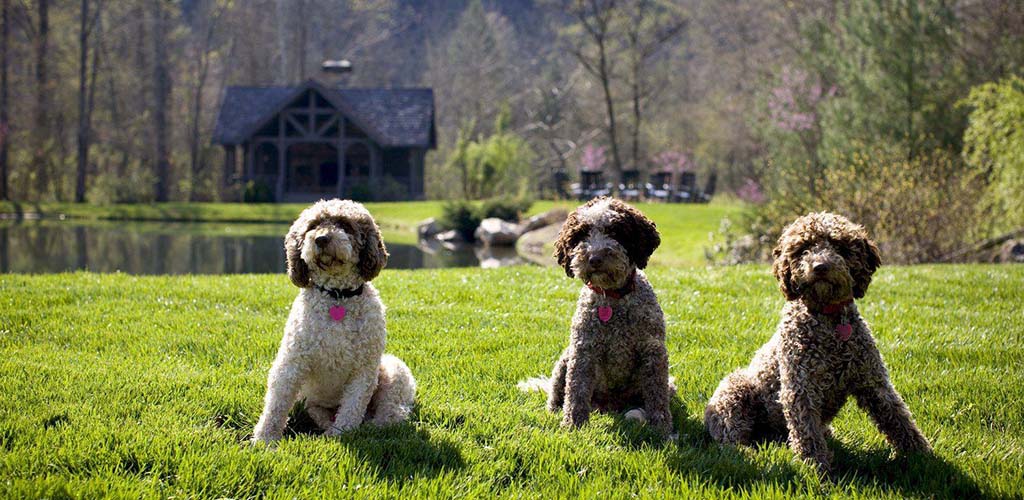 Adorable dogs at Rickman’s Run Dog Park