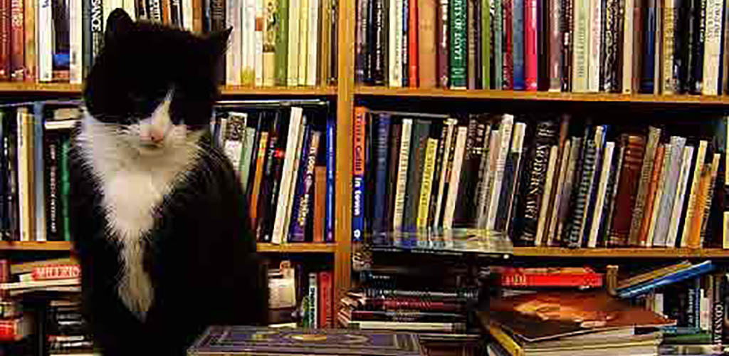 A cat guarding the books at Voltaire and Rousseau Bookshop