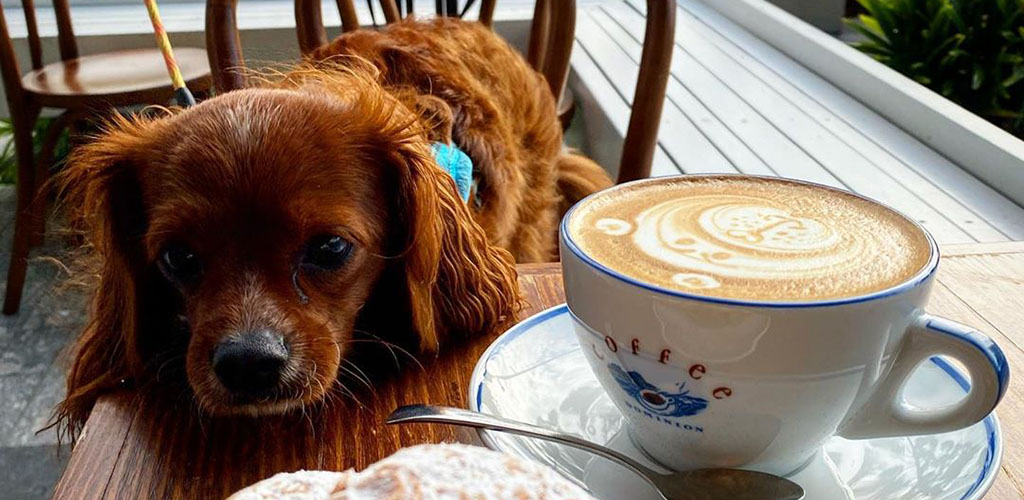 A cute dog on the patio of Coffee Dominion