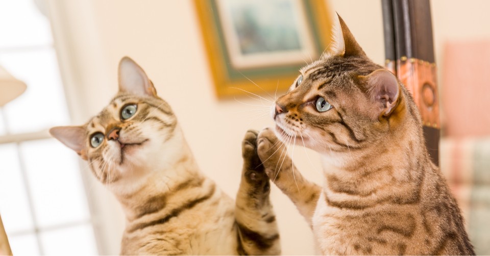 Cat looking at itself in a mirror